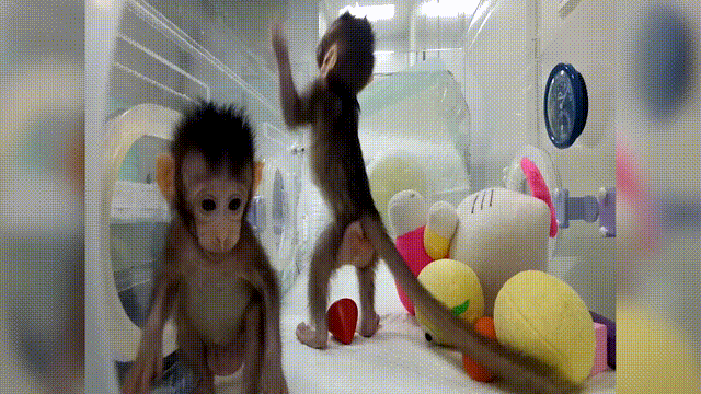 picture Monkey On Cell Phone Gif monkey with cell phone gif