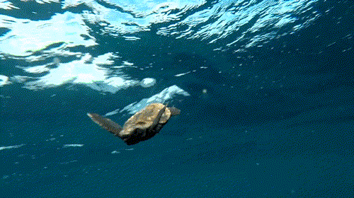 adelig sammensværgelse menu Tiny turtles take first swim in East Australian Current